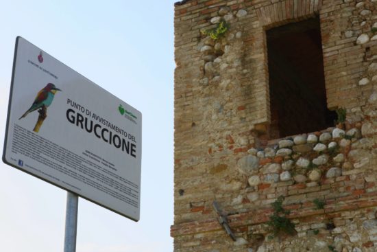 Gabriele Di Giacobbe - Punto di avvistamento del Gruccione a Santa Maria a Vico