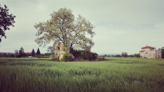 Giulia Ciccarello - Antica pinciaia