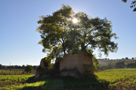 Pier Paolo Capuani - Antica pinciaia