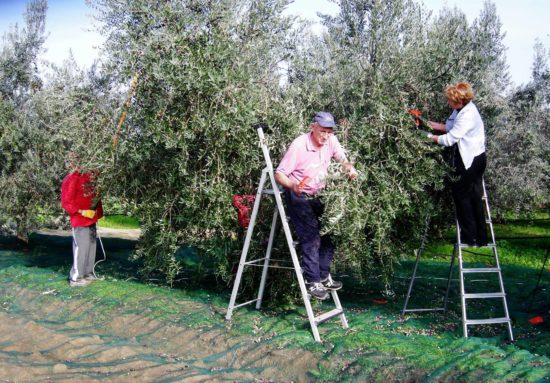 Maria Colella - Raccolta delle olive