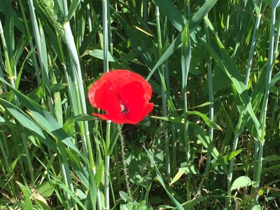 Natascia Foglia - Primavera di colori dai campi santomeresi