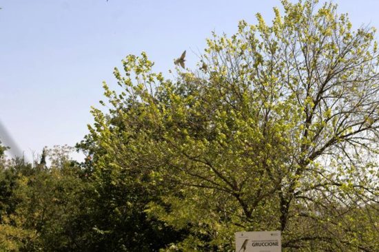 Fabrizio Fagnani - La primavera e il ritorno del gruccione