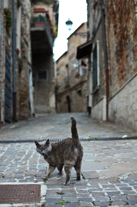 Claudia Meco - Il gatto del castello