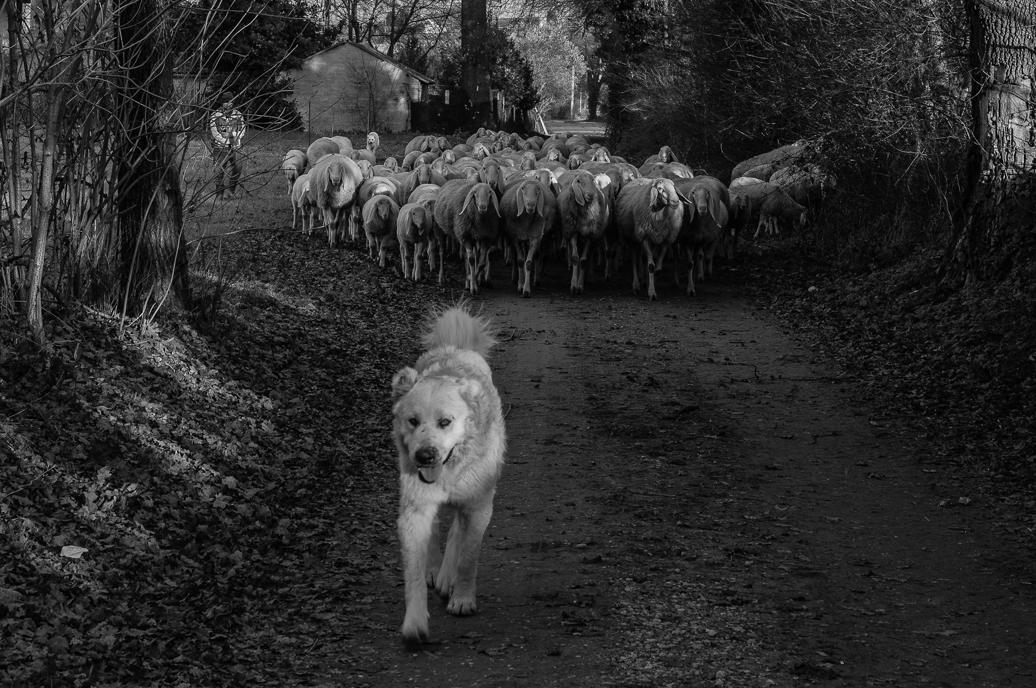 Gaetano Federico Ronchi - Gregge in Via Scendella