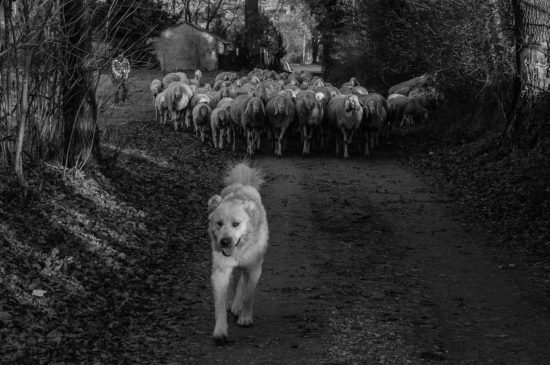 Gaetano Federico Ronchi - Gregge in Via Scendella