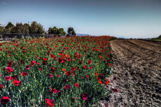 Margherita Ricchioni - Campi di Case Alte