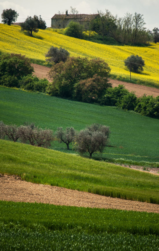 Luca Settepanella - Sfumature delle colline santomeresi