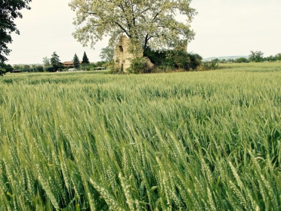 Paola Antonelli - Pinciaia in un campo di grano