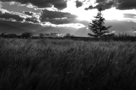 Cinzia Calcagnoli - Campo di grano