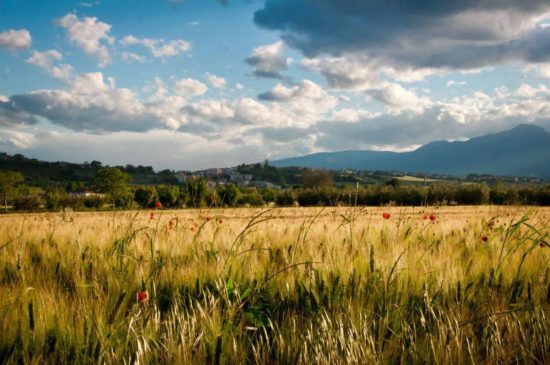 Giorgio Tiburtini - Campo di grano con Sant’Omero sullo sfondo