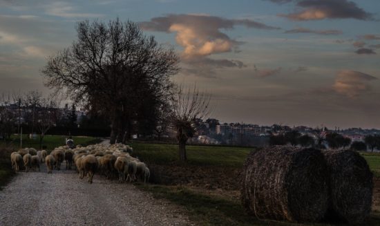 Gaetano Federico Ronchi - Le piane di Sant’Omero