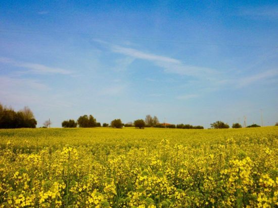 Sabrina Verna - Campi a Sant’Angelo Abbamano